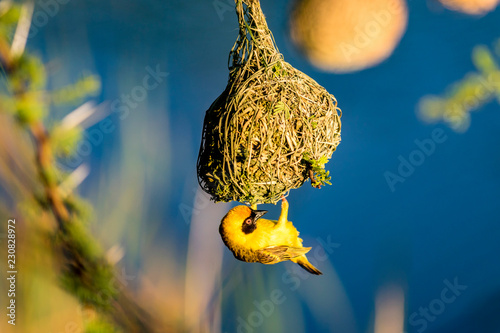 Maskerwever (Ploceus velatus) bouwt nest in Hammanskraal, Gauteng, Zuid-Afrika. photo