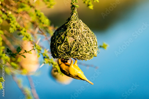 Maskerwever (Ploceus velatus) bouwt nest in Hammanskraal, Gauteng, Zuid-Afrika. photo