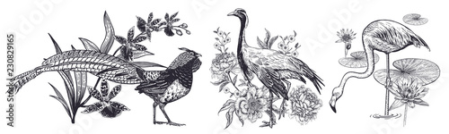 Pheasant and orchid, Crane and peonies, flamingos and water lily. Vintage engraving.