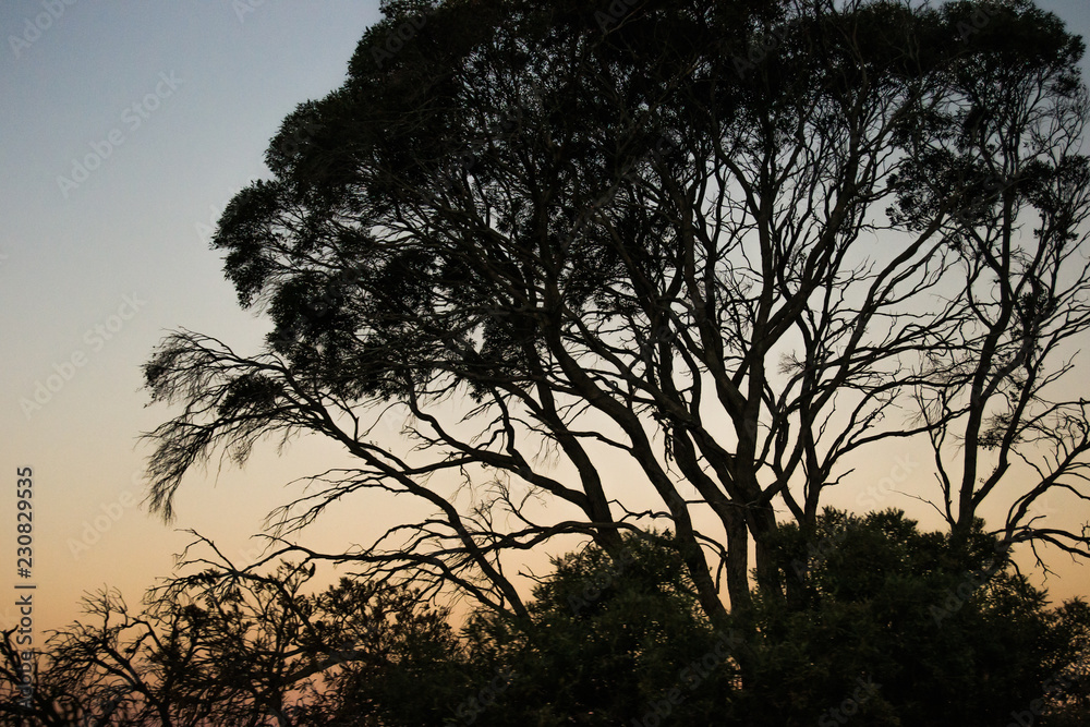 Landscape Outback at sunset