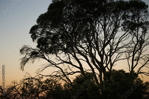 Landscape Outback at sunset