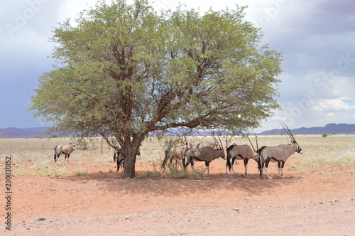 Antelopes under tree in african savannah