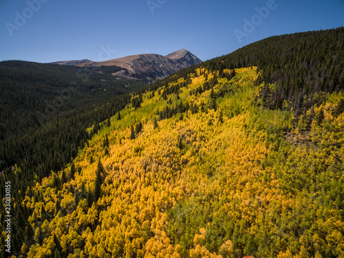 Drone/Aerial photo of beautiful yellow Fall/Autumn Aspen tree leaves. Taken near Breckenridge, Colorado Rocky Mountains. USA