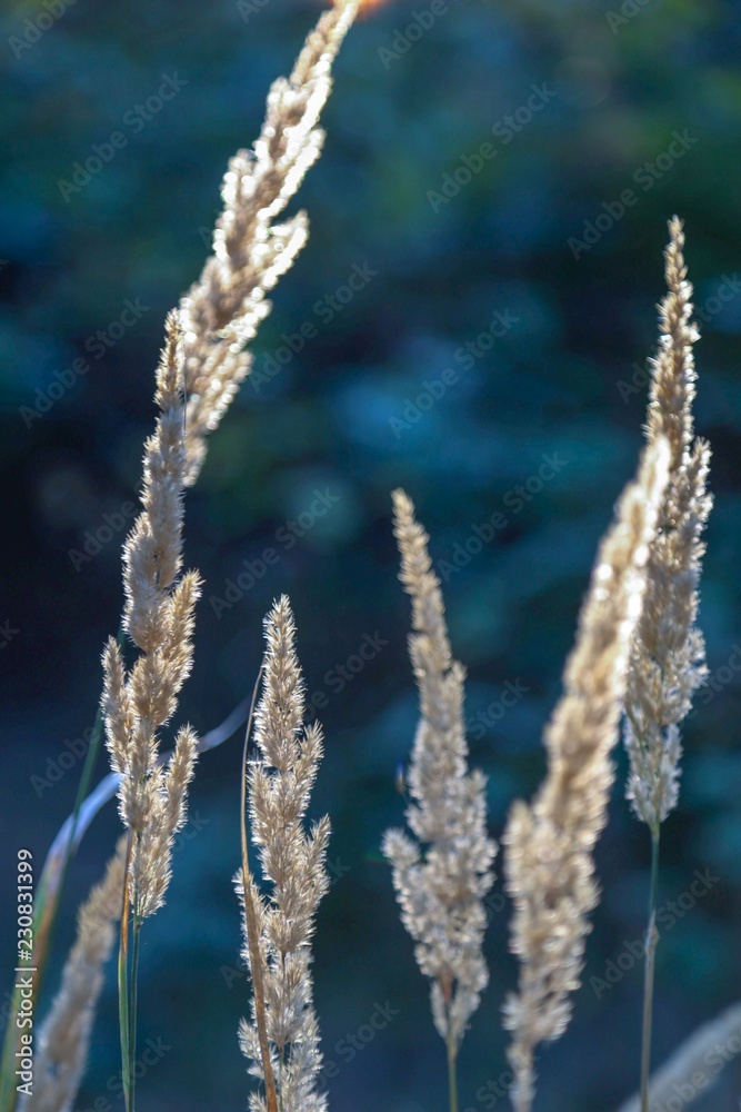 sunflare grass background sunflare grass background