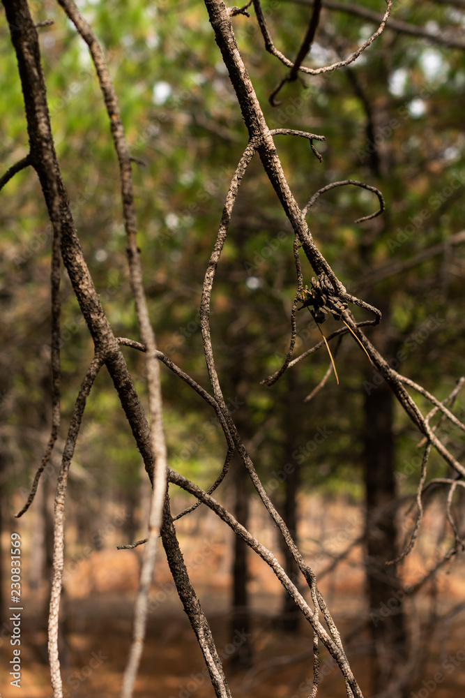 pine tree branches pine tree branches