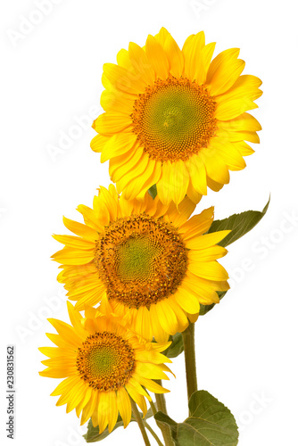 Fototapeta Naklejka Na Ścianę i Meble -  Three sunflowers isolated on white background. Flower bouquet. The seeds and oil. Flat lay, top view