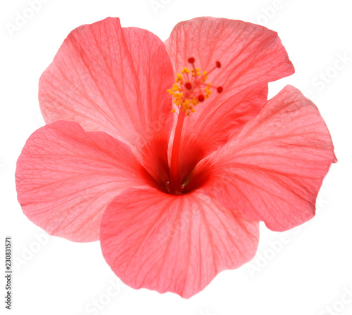 Pink hibiscus flower isolated on white background. Flat lay, top view. Macro, object
