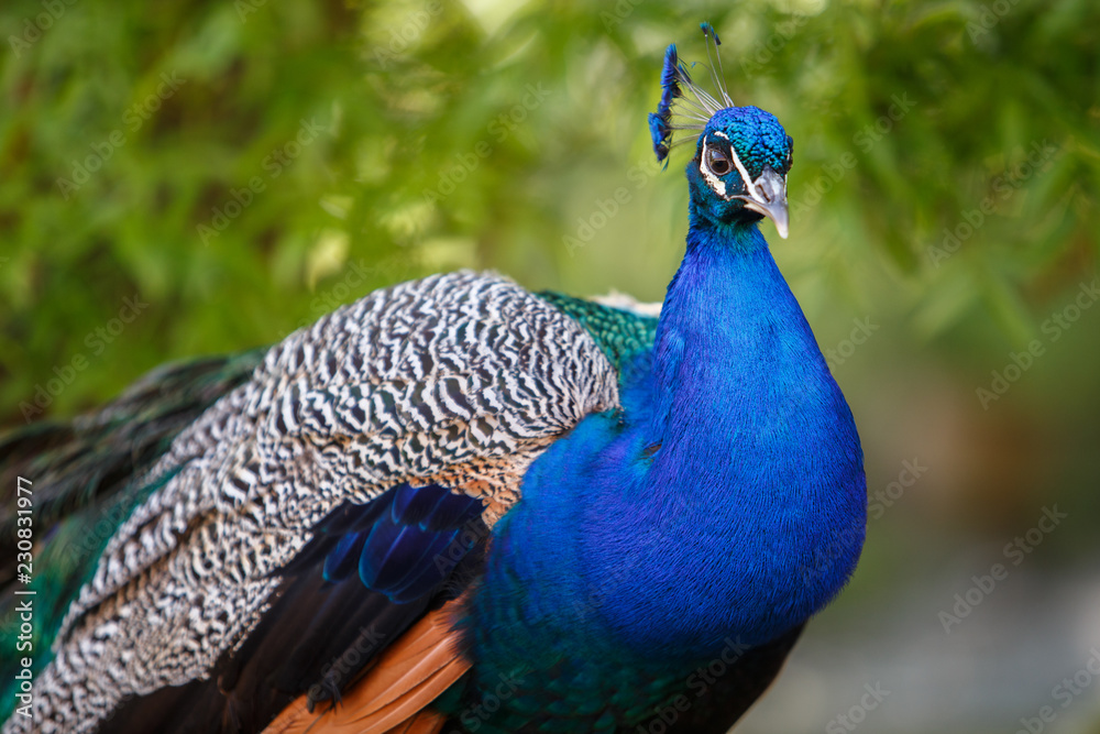 Obraz premium peacock with feathers
