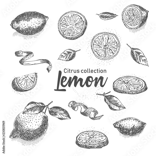 Black and white set of hand drawn tropical citrus fruit. Lemon. Ink sketch style. Good idea for templates menu, recipes, greeting cards.