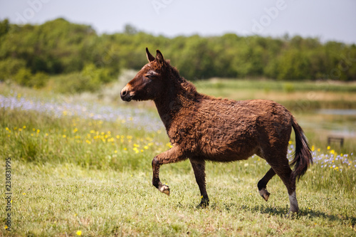 pony in a field