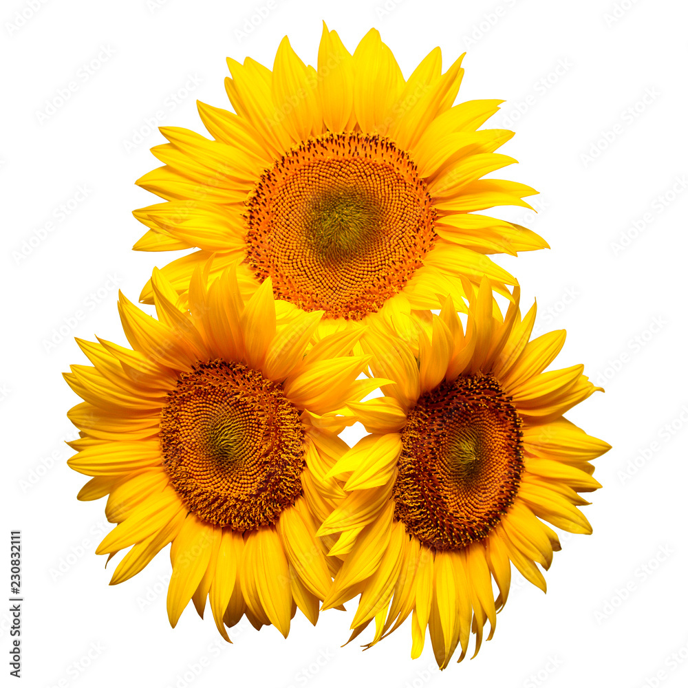 Naklejka premium Three sunflowers isolated on white background. Flower bouquet. The seeds and oil. Flat lay, top view
