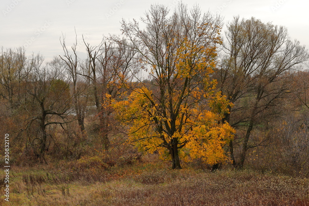 Autumn leaves in the tree