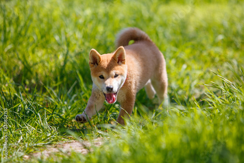 playfull red shiba inu puppy in the grass