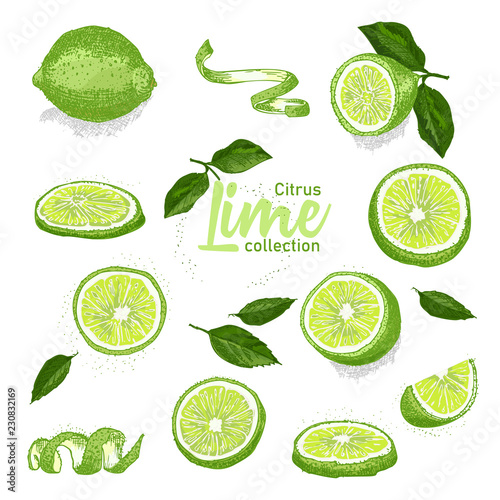 Color set of hand drawn tropical citrus fruit. Lime. Ink sketch style. Good idea for templates menu, recipes, greeting cards.