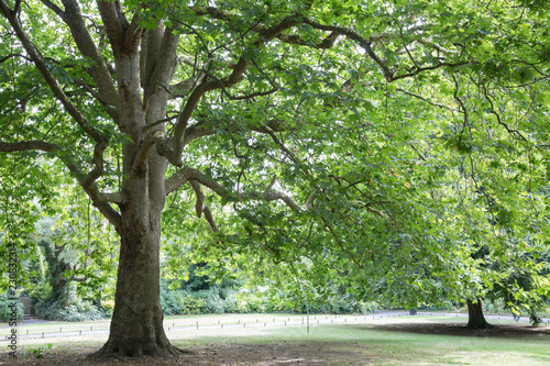 Photography Tree in St Stephens Green Park, Dublin