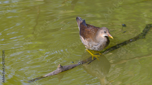 Giovane gallinella d'acqua ferma sul rametto in mezzo al fiume photo