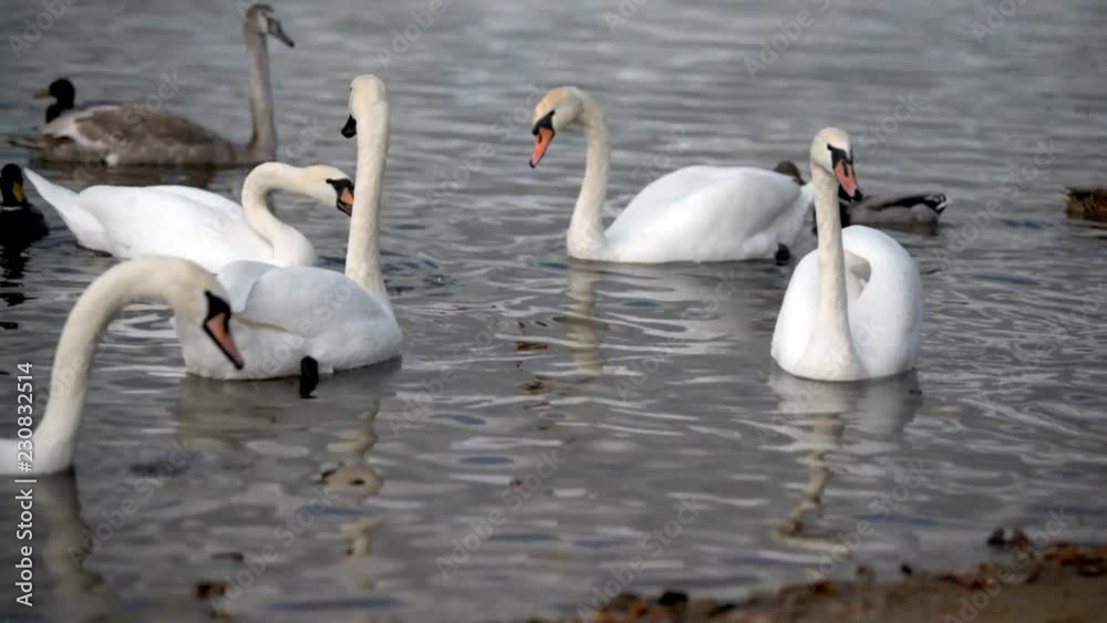 Swans and ducks swim in the lake Swans and ducks swim in the lake