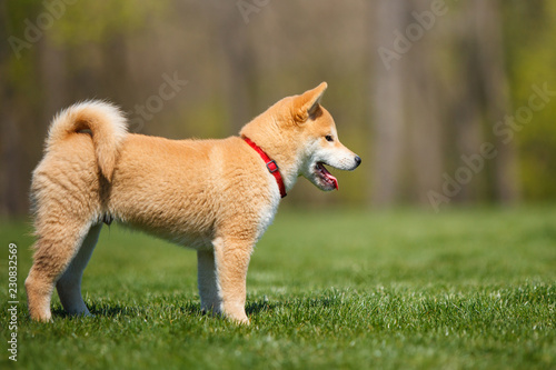 Fotografija playfull red shiba inu puppy on the green grass
