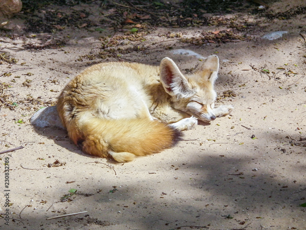 fox sleeping, lying on the sand under sun