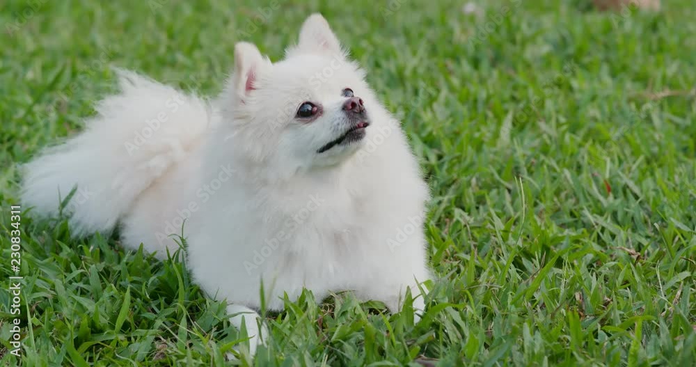 Pomeranian lying down on the green lawn Pomeranian lying down on the green lawn