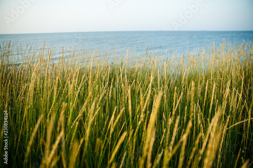 green grass on the beach