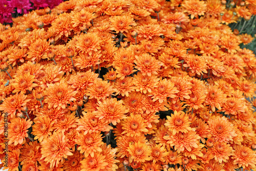 chrysanthemum flowers outdoors. Chrysanthemums in the garden. Colorful flower chrisanthemum. Floral pattern. Flowers background texture. Chrysanthem wallpaper.  photo