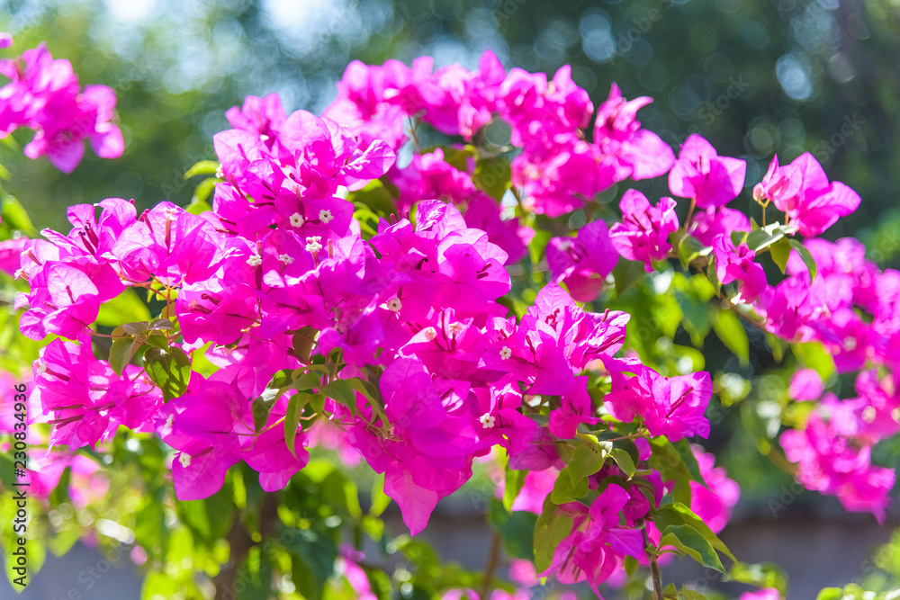 bougainvillea pink flowers