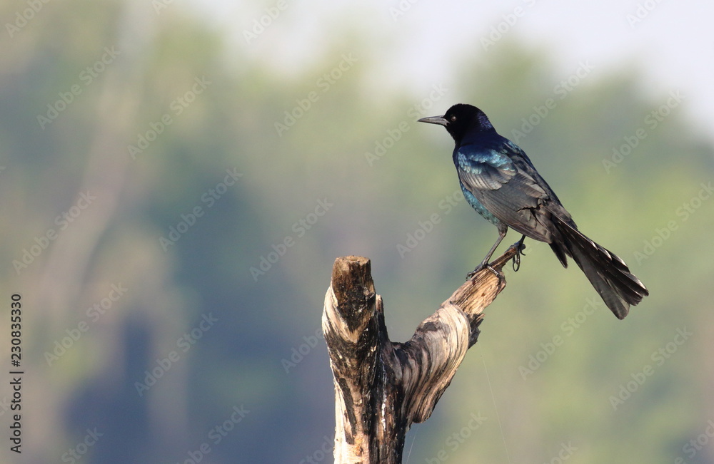 Naklejka premium Boat-tailed Grackle