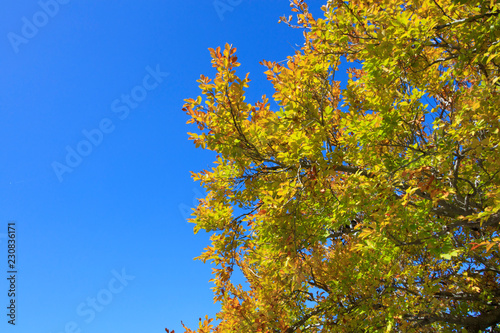 Autumn tint of beech and blue sky - Fall of Japan photo