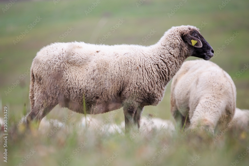 Fototapeta premium sheep in the herd on the meadow