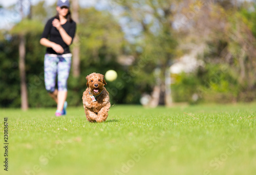 Miniature Golden doodle playing fetch