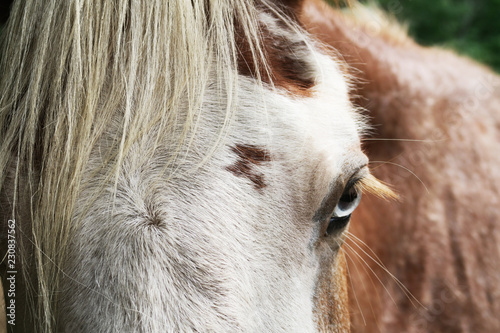 Closeup of a Horse s Mane  Face  and Eye