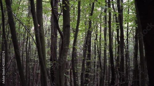 walk in the thick forest in autumn photo