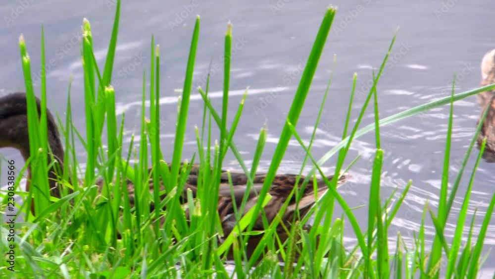 Young wild ducks swim. Life free beautiful migratory birds close. Young wild ducks swim. Life free beautiful migratory birds close.