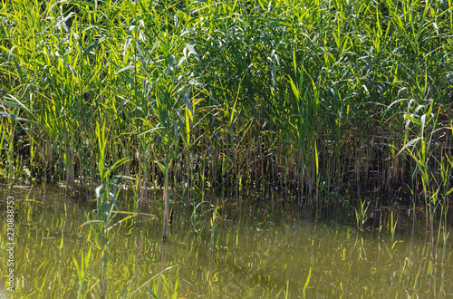 Reed grows in water on a pond