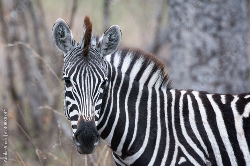 Portrait of plains zebra  Equus quagga  in trees in the Timbavati  Greater Kruger  South Africa