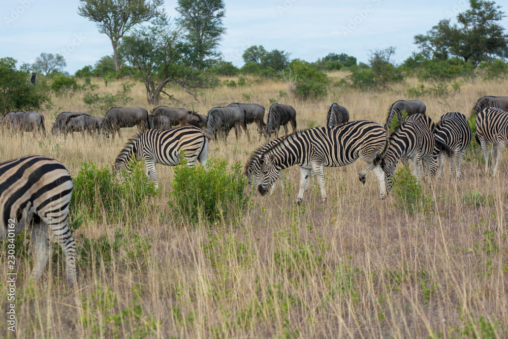 Obraz premium Family group of plains zebra (Equus quagga) grazing in the Timbavati, Greater Kruger, South Africa