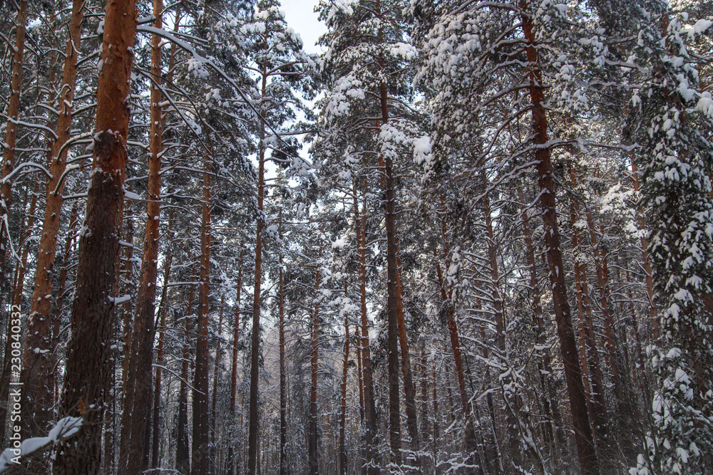 Snowy trees in the forest in winter Snowy trees in the forest in winter