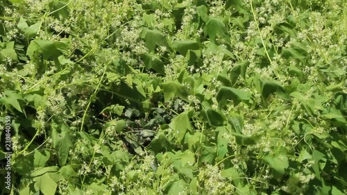 Thick thickets of echinocystis in garden. Leaf wall. Wild green liana. Green leaves of echinocystis. Blooming of echinocystis in summer
 photo