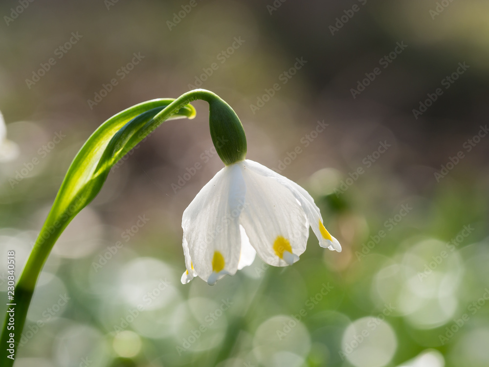 Leucojum (snowflake) blooming in the spring Leucojum (snowflake) blooming in the spring