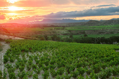 La Rioja. Spain. Vineyard at sunset.