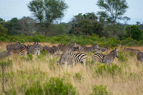 Family group of plains zebra (Equus quagga) grazing in the Timbavati, Greater Kruger, South Africa