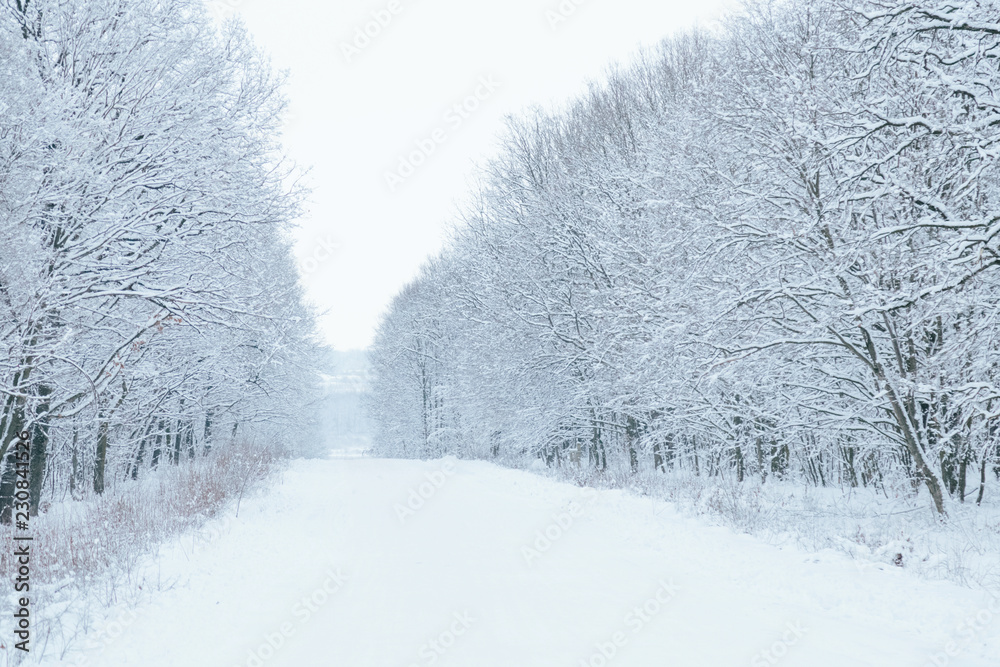 snow forest, trees in the snow, the first snow snow forest, trees in the snow, the first snow