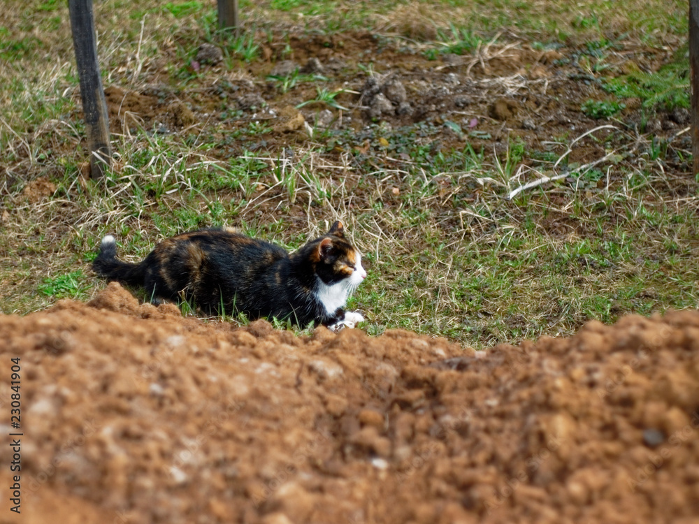 Fototapeta premium cat in the garden in Russia in spring