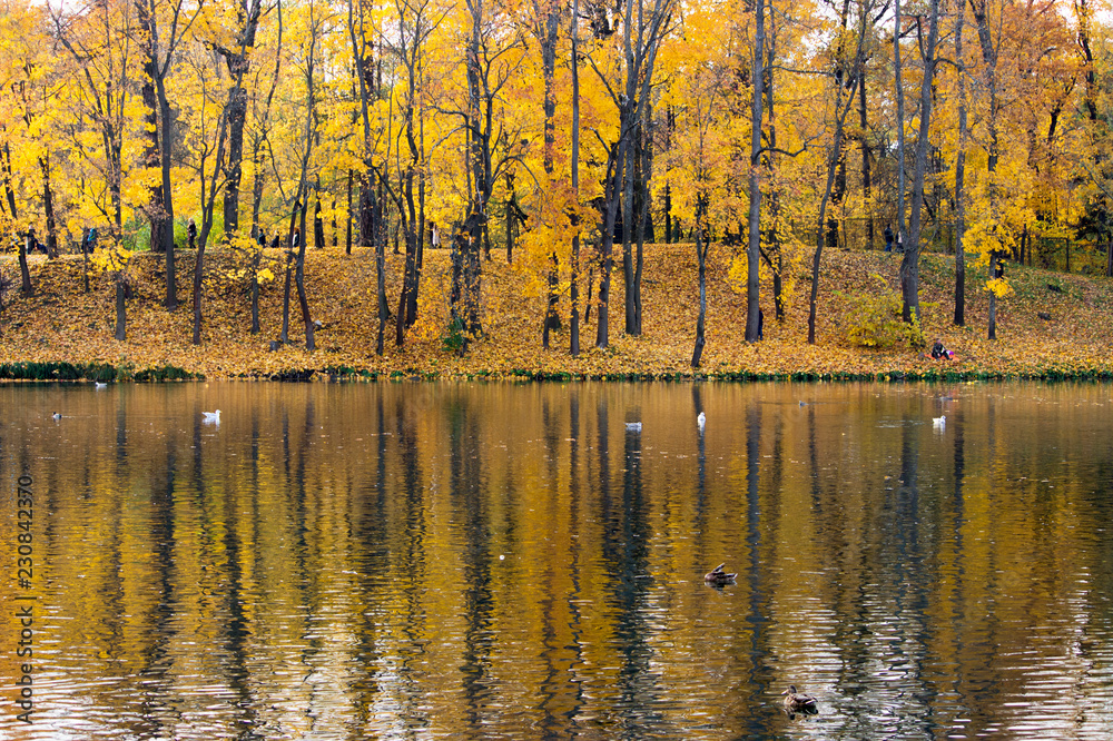 Fototapeta premium Autumn forest with yellow maples and their reflection in the White Lake of Gatchina Park