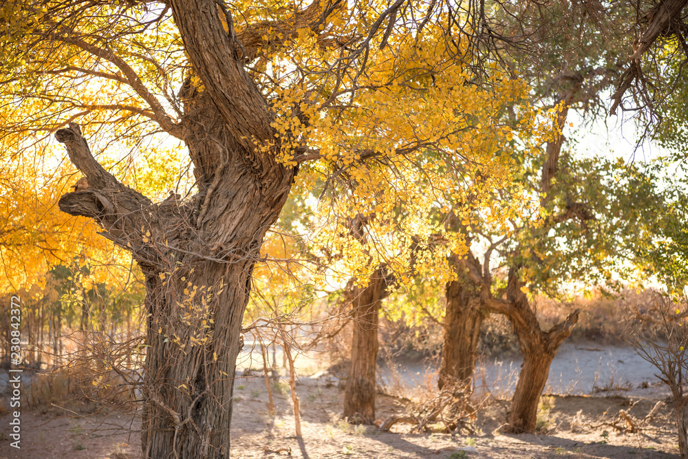 Fototapeta premium Populus euphratica with golden leaves in dessert under blue sky in autumn in Ejinaqi, inner-Mongolia China.