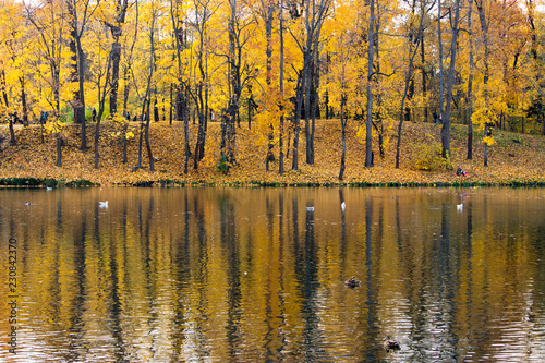 Autumn forest with yellow maples and their reflection in the White Lake of Gatchina Park