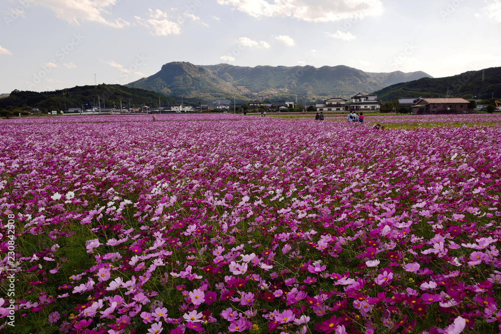 三光のコスモス