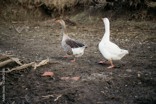 Gänse auf Bauernhof