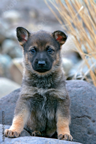 Cute curious German Shepherd puppy,  sitting on rock, watching.